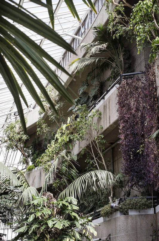 The Barbican Conservatory